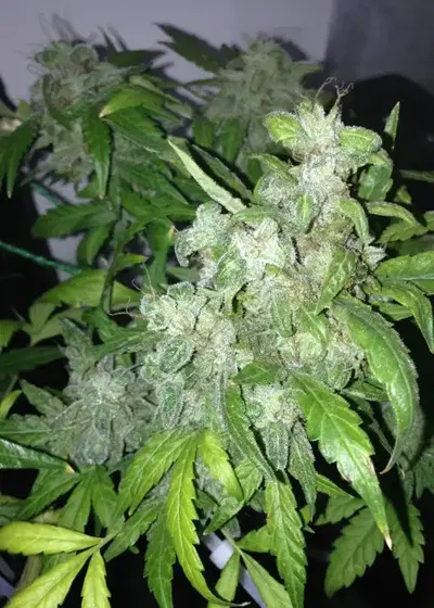 Auto Lemon Bubble by Pheno Finder Seeds, Autoflower cannabis strain