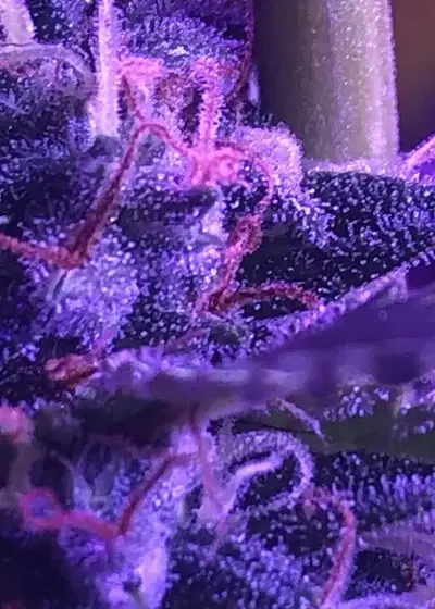 Auto Lemon Drop by Oasis Genetics, Autoflower cannabis strain