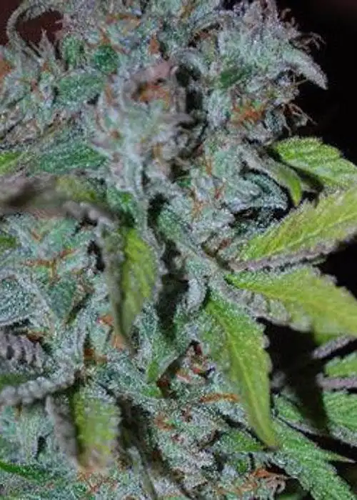 Auto Lemon Haze by Silver Leaf, Autoflower cannabis strain