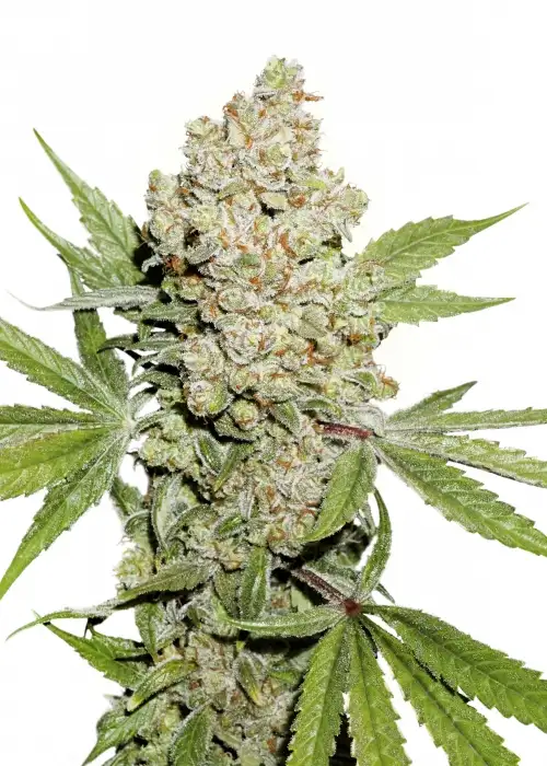 Auto Lemon Kix (Auto Lemon Zkittle) by Dutch Passion, Autoflower cannabis strain