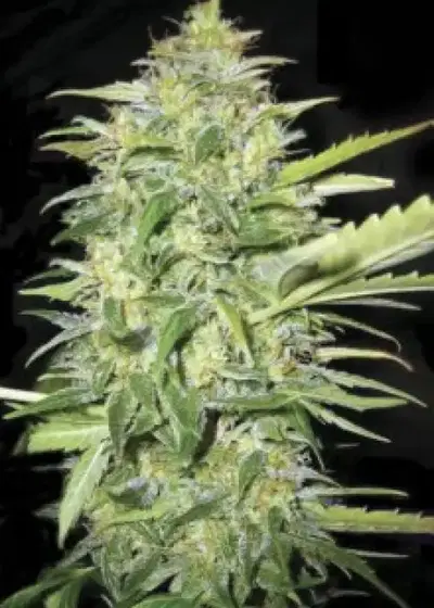 Auto Lemon Skunk by Dutch-Headshop Seeds, Autoflower cannabis strain