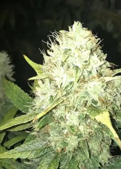 Auto Lemonade OG by Real Gorilla Seeds, Autoflower cannabis strain