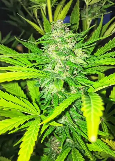 Auto-Lemonesia by Ceres seeds, Autoflower cannabis strain