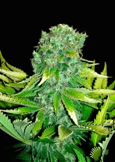 Auto Love Peace (Auto Cheese) by VIP Seeds, Autoflower cannabis strain