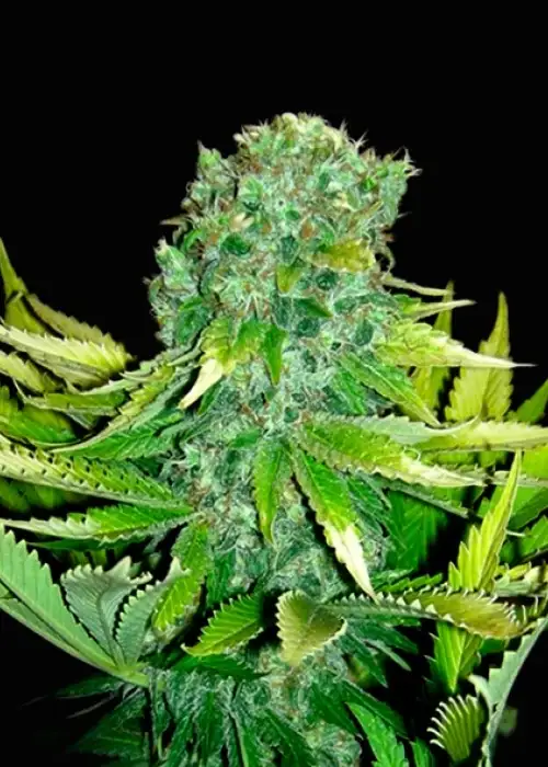Auto Love Peace (Auto Cheese) by VIP Seeds, Autoflower cannabis strain