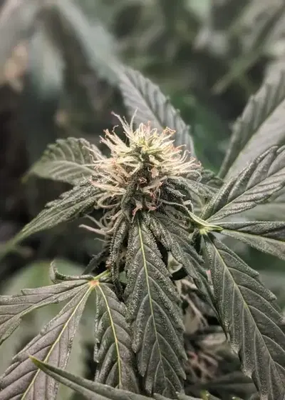 Auto Lowryder by I49 Seed Bank, Autoflower cannabis strain