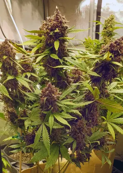 Auto LSD by Dutch-Headshop Seeds, Autoflower cannabis strain