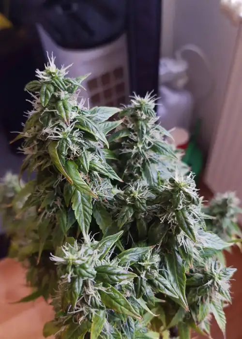 Auto Magnum Plus by Fair Seeds, Autoflower cannabis strain