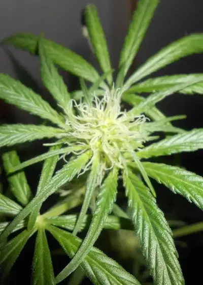 Auto Mako AF by Kiwi Seeds, Autoflower cannabis strain