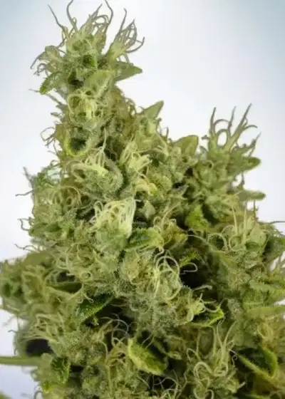 Auto Mandarin Haze by Ministry of Cannabis, Autoflower cannabis strain