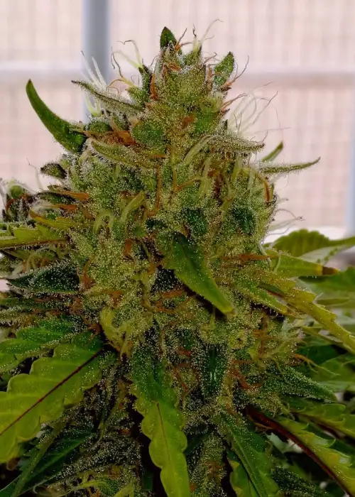 Auto Mandarina by Exclusive Seeds Bank, Autoflower cannabis strain