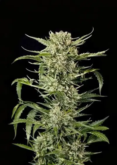 Auto Mass by Grass O Matic, Autoflower cannabis strain