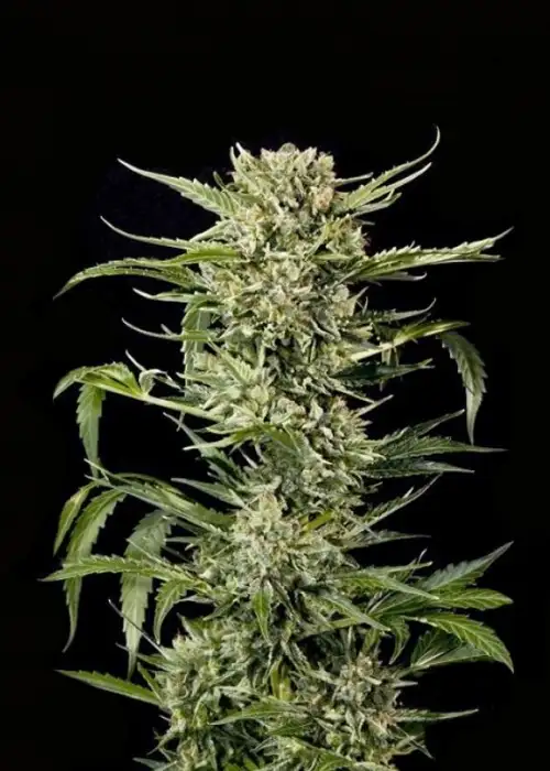 Auto Mass by Grass O Matic, Autoflower cannabis strain