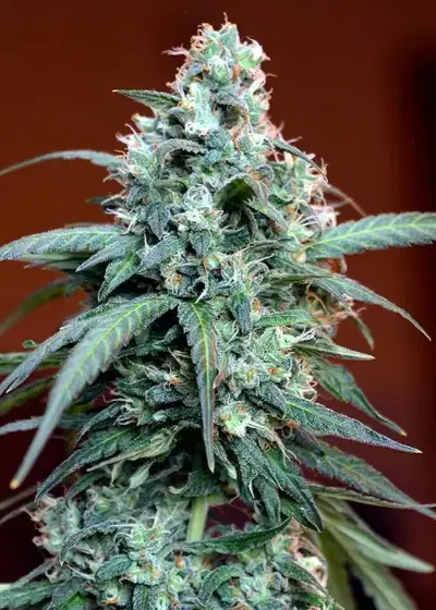 Auto MASSassin by Critical Mass Collective, Autoflower cannabis strain