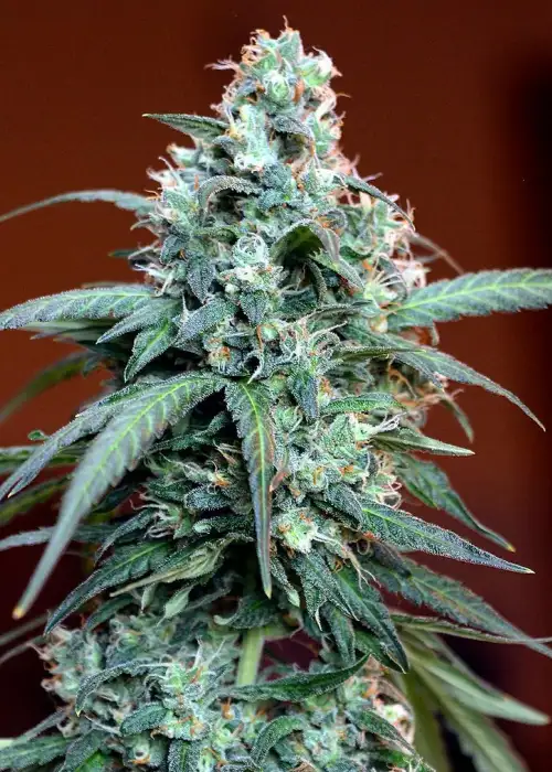 Auto MASSassin by Critical Mass Collective, Autoflower cannabis strain