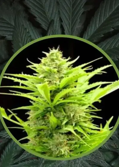 Auto Maxi by Biological Seeds, Autoflower cannabis strain