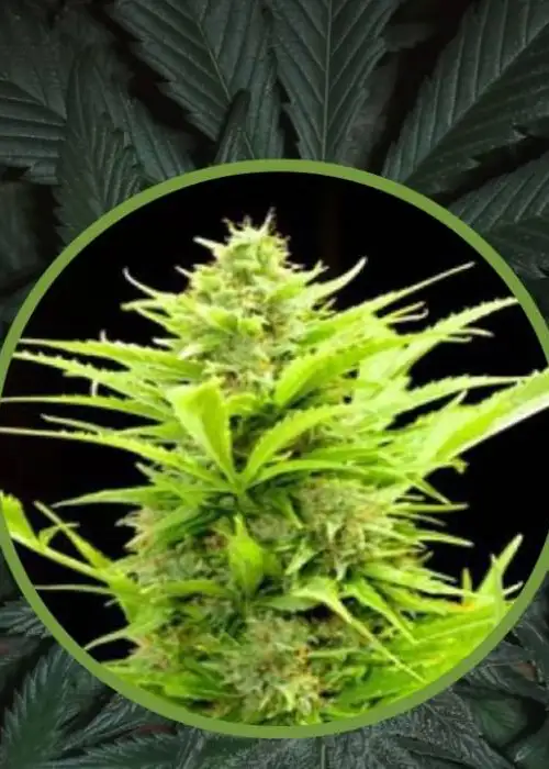 Auto Maxi by Biological Seeds, Autoflower cannabis strain