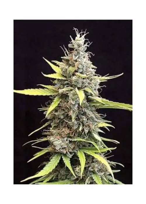Auto Mazar Blue by Mr. Hide Seeds, Autoflower cannabis strain