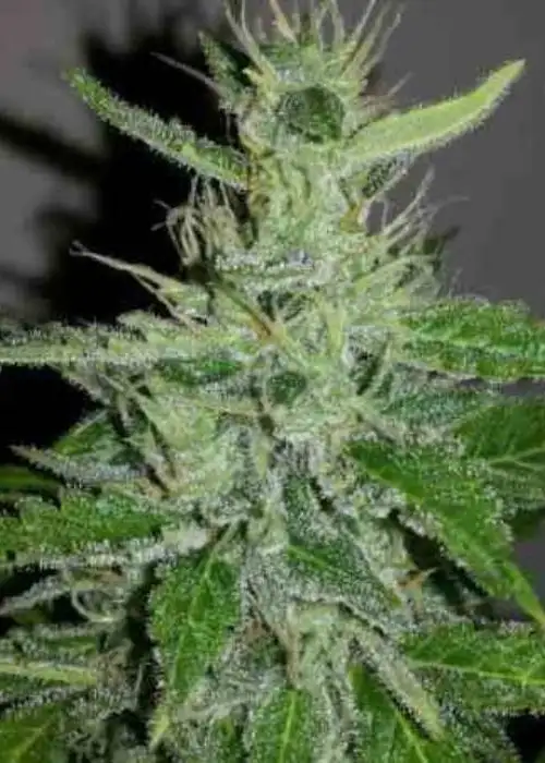 Auto Mazar Kush XXL by Linda Seeds, Autoflower cannabis strain