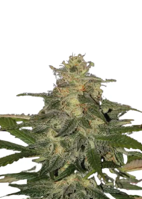 Auto Mazzar genetics by IZI Seeds, Autoflower cannabis strain