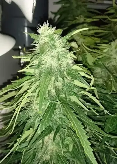 Auto Melon Gum by Dr. Underground, Autoflower cannabis strain
