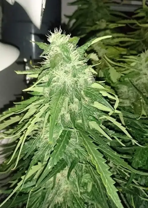 Auto Melon Gum by Dr. Underground, Autoflower cannabis strain