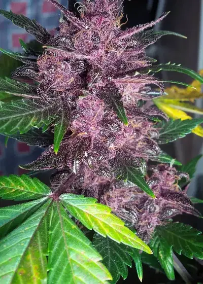 Auto Mendo Mass by Critical Mass Collective, Autoflower cannabis strain