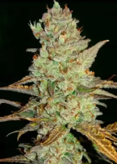 Auto Mimosa by Dutch-Headshop Seeds, Autoflower cannabis strain