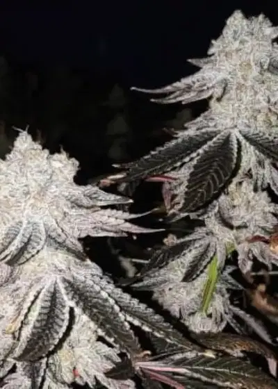 Auto Mintz by Linda Seeds, Autoflower cannabis strain