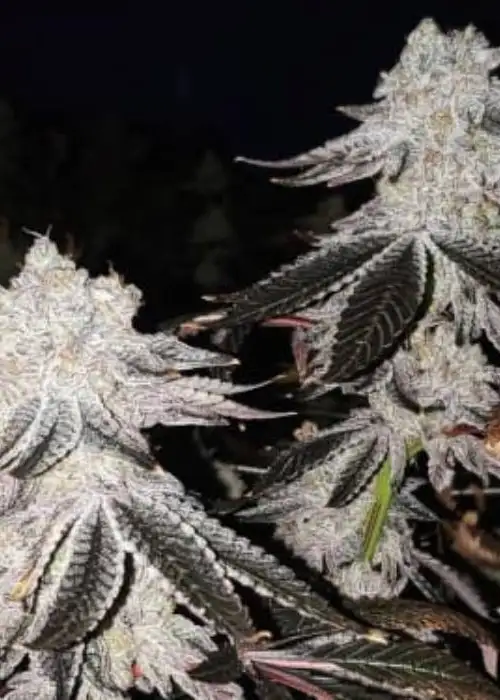 Auto Mintz by Linda Seeds, Autoflower cannabis strain