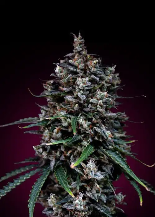 Auto Moby Dick by GB Strains, Autoflower cannabis strain
