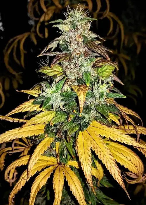 Auto Monolith Mass by Critical Mass Collective, Autoflower cannabis strain