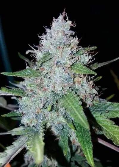 Auto Monster Mass by Critical Mass Collective, Autoflower cannabis strain
