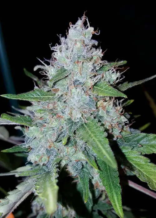 Auto Monster Mass by Critical Mass Collective, Autoflower cannabis strain