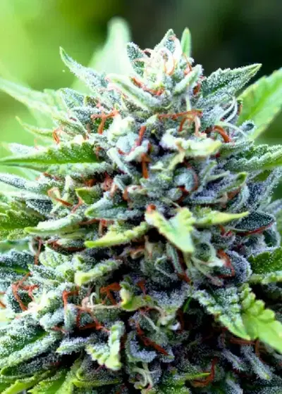 Auto Montreal by Divine Seeds, Autoflower cannabis strain
