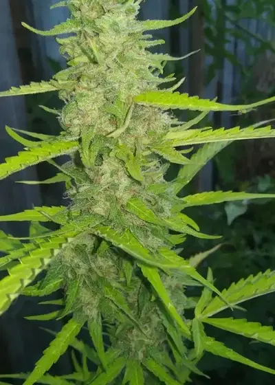 Auto Moon Rock by Divine Seeds, Autoflower cannabis strain