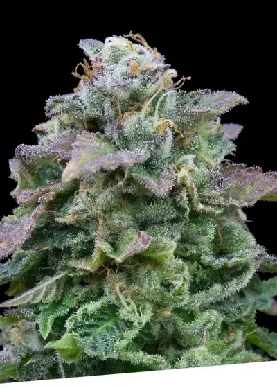 Auto Mozar by Exclusive Seeds Bank, Autoflower cannabis strain