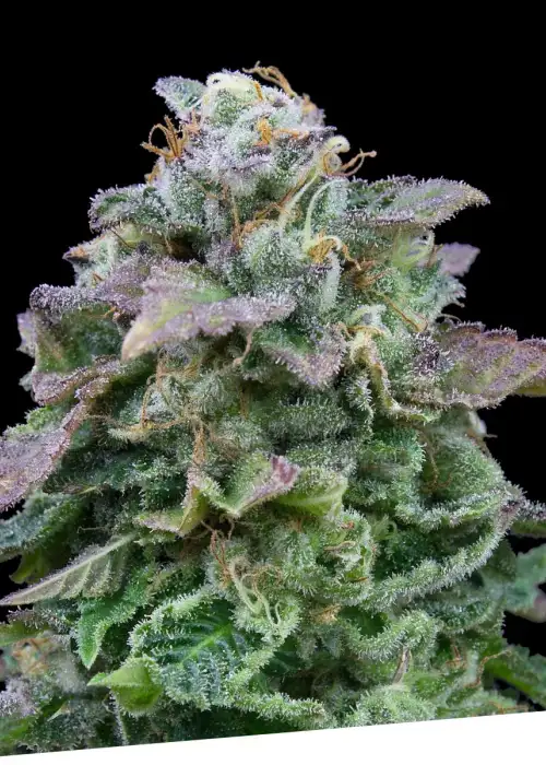 Auto Mozar by Exclusive Seeds Bank, Autoflower cannabis strain
