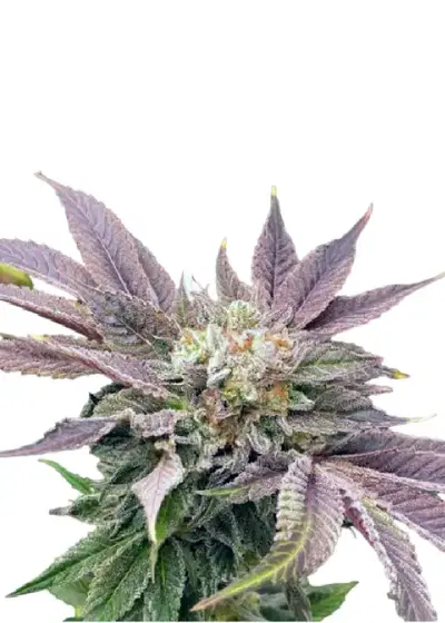 Auto Muffin genetics (USA) by IZI Seeds, Autoflower cannabis strain