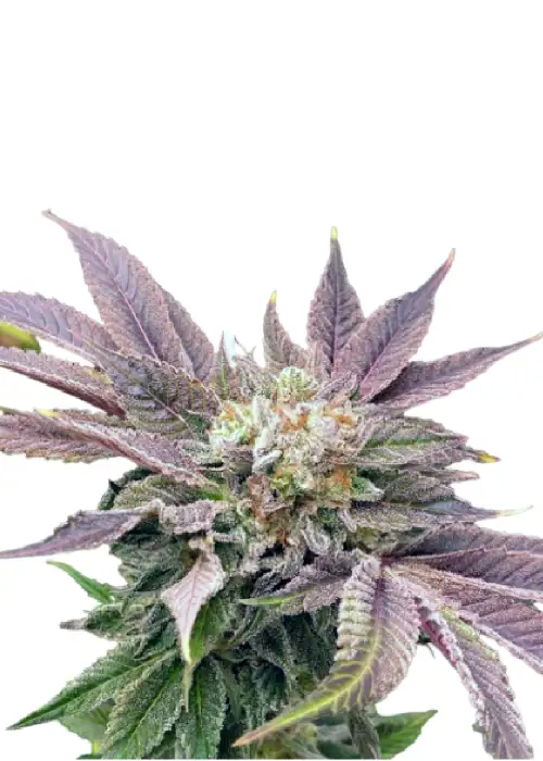 Auto Muffin genetics (USA) by IZI Seeds, Autoflower cannabis strain