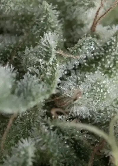 Auto Nefertiti by Pyramid Seeds, Autoflower cannabis strain