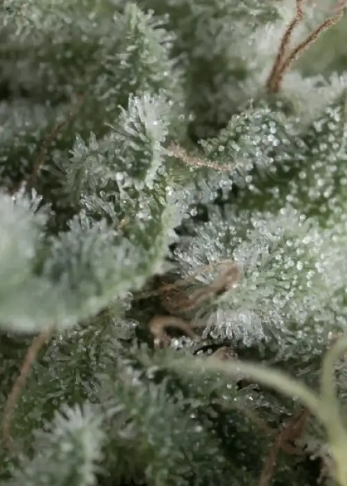 Auto Nefertiti by Pyramid Seeds, Autoflower cannabis strain