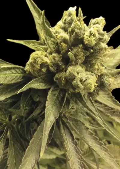 Auto Nemo by Exclusive Seeds Bank, Autoflower cannabis strain