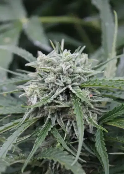 Auto NL by Female Seeds, Autoflower cannabis strain