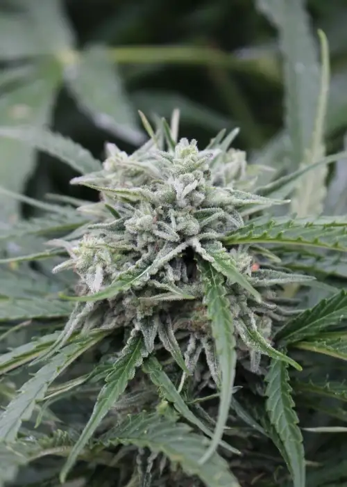 Auto NL by Female Seeds, Autoflower cannabis strain