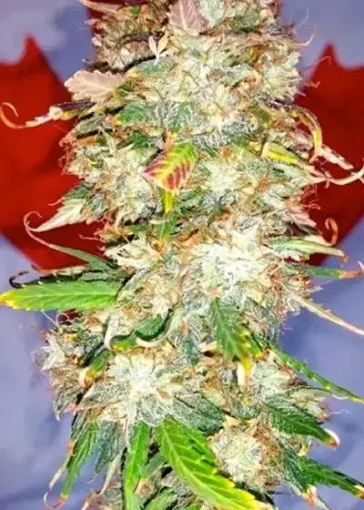 Auto Northern Big Bud by BSB Genetics, Autoflower cannabis strain