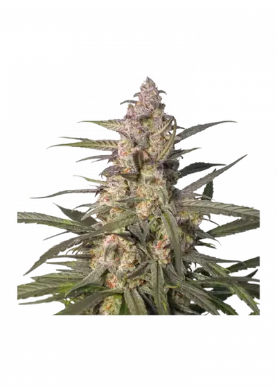 Auto Northern Dragon Fuel by Super Sativa Seed Club, Autoflower cannabis strain