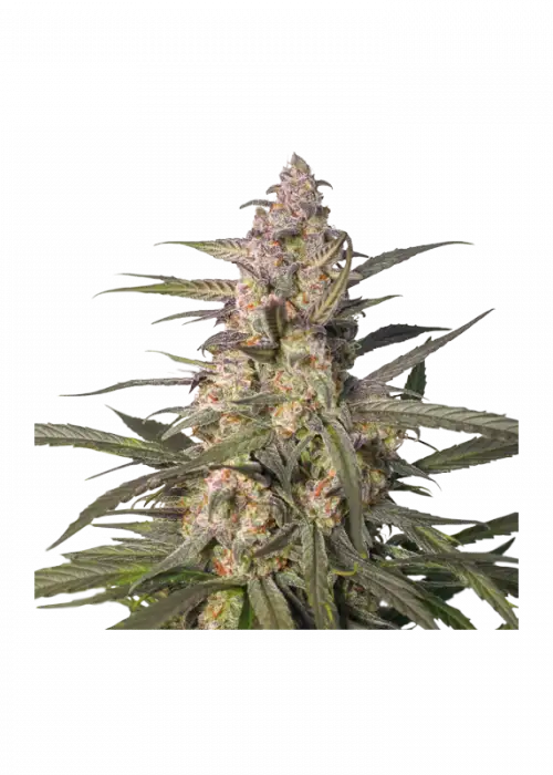 Auto Northern Dragon Fuel by Super Sativa Seed Club, Autoflower cannabis strain