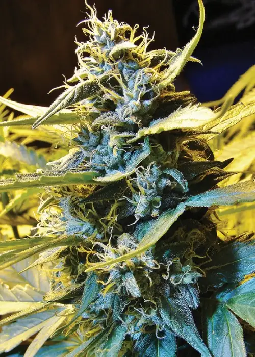 Auto Northern Hog by T.H.Seeds, Autoflower cannabis strain