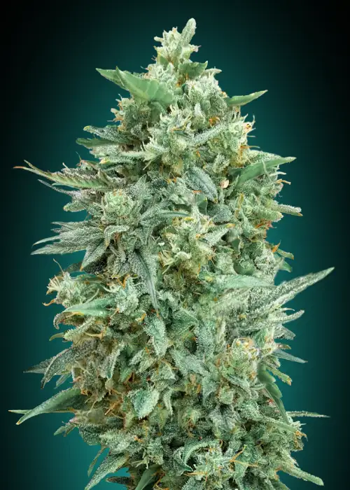 Auto Northern Lights XXL by 00seeds, Autoflower cannabis strain